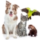 Articles pour animaux