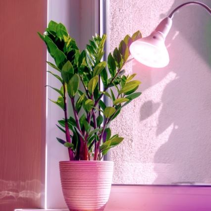 Ampoule LED pour croissance des plantes PLANTY E27/7W/230V 1200K blanc