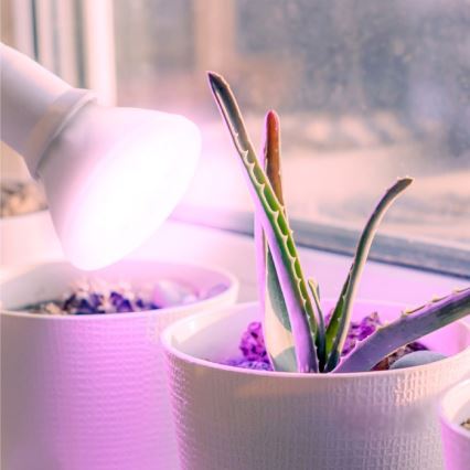 Ampoule LED pour croissance des plantes PLANTY E27/7W/230V 1200K blanc