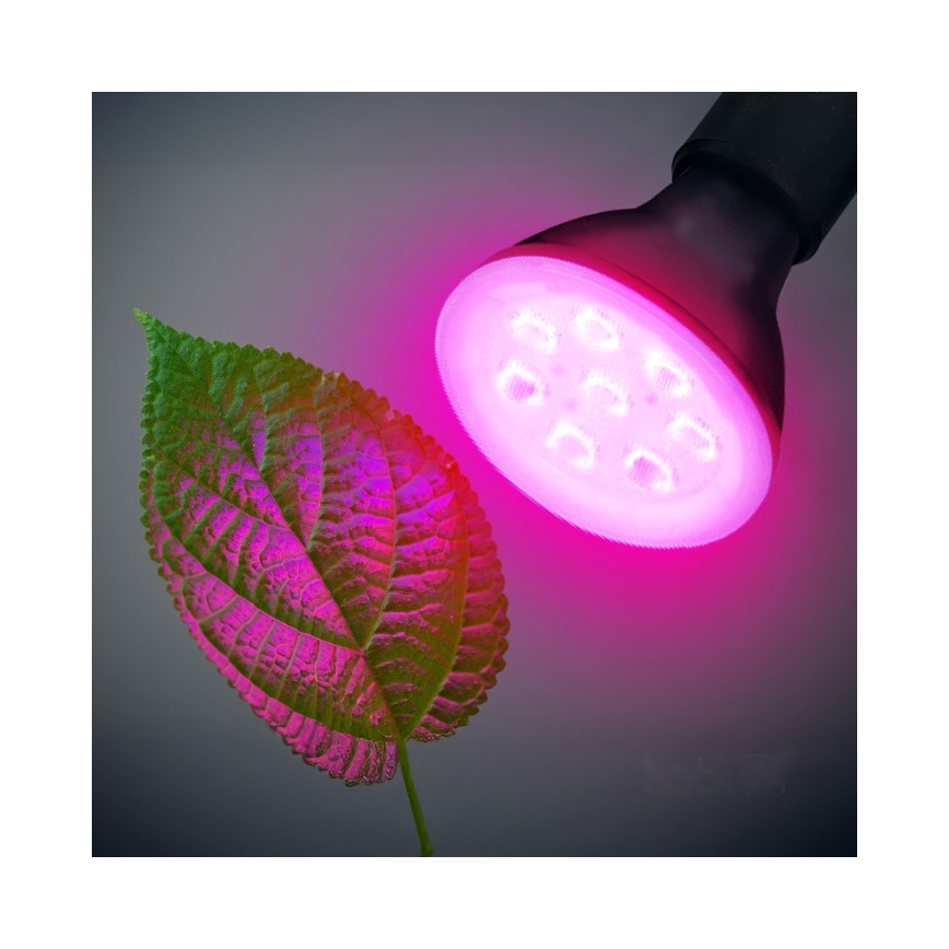 Ampoule LED pour croissance des plantes PLANTY E27/7W/230V 1200K noire