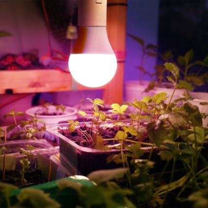Ampoule LED pour la croissance des plantes PLANTY E27/11W/230V 1200K blanc