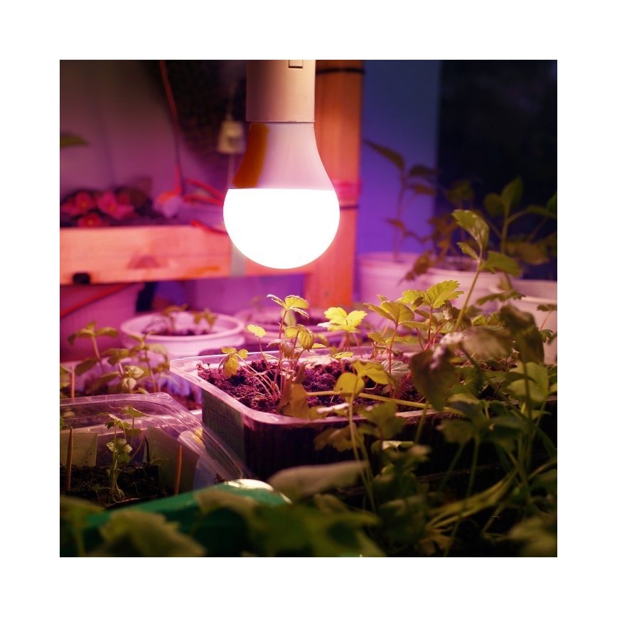 Ampoule LED pour la croissance des plantes PLANTY E27/11W/230V 1200K blanc