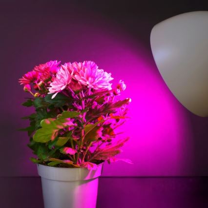 Ampoule LED pour la croissance des plantes PLANTY E27/11W/230V 1200K blanc