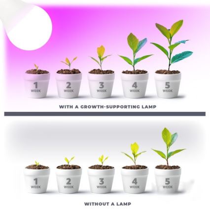 Ampoule LED pour la croissance des plantes PLANTY E27/11W/230V 1200K blanc