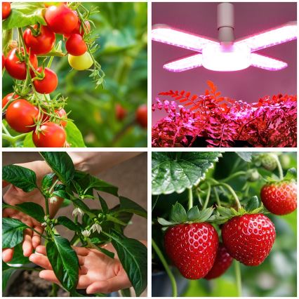 Ampoule LED pour la croissance des plantes PLANTY E27/40W/230V 1200K