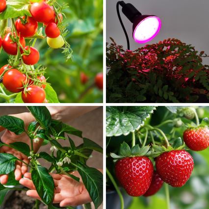 Ampoule LED pour la croissance des plantes PLANTY E27/9W/230V 1200K noir