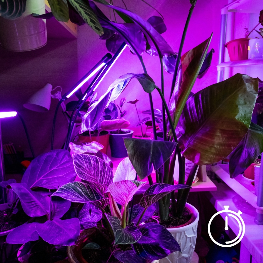 Brilagi - Lampe de table flexible à intensité variable avec pince pour la culture des plantes VITABLOOM 3xLED/10W/230V noir