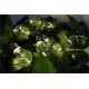 Chaine décorative LED SMOLDER 2.1 m 10xLED/2xAA