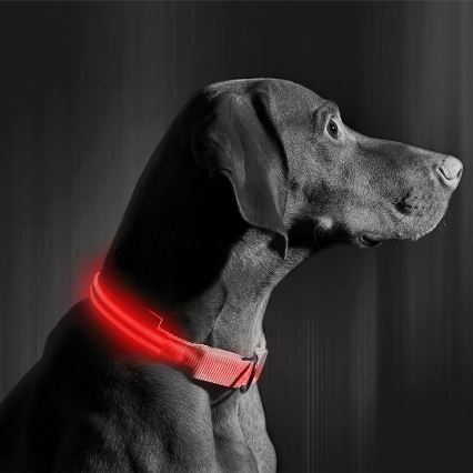 Collier pour chien rechargeable 35-43 cm 1xCR2032/5V/40 mAh rouge