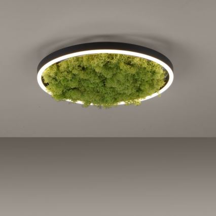 JUST LIGHT. 15391-66 - Plafonnier à intensité variable VERT RITU LED/20W/230V
