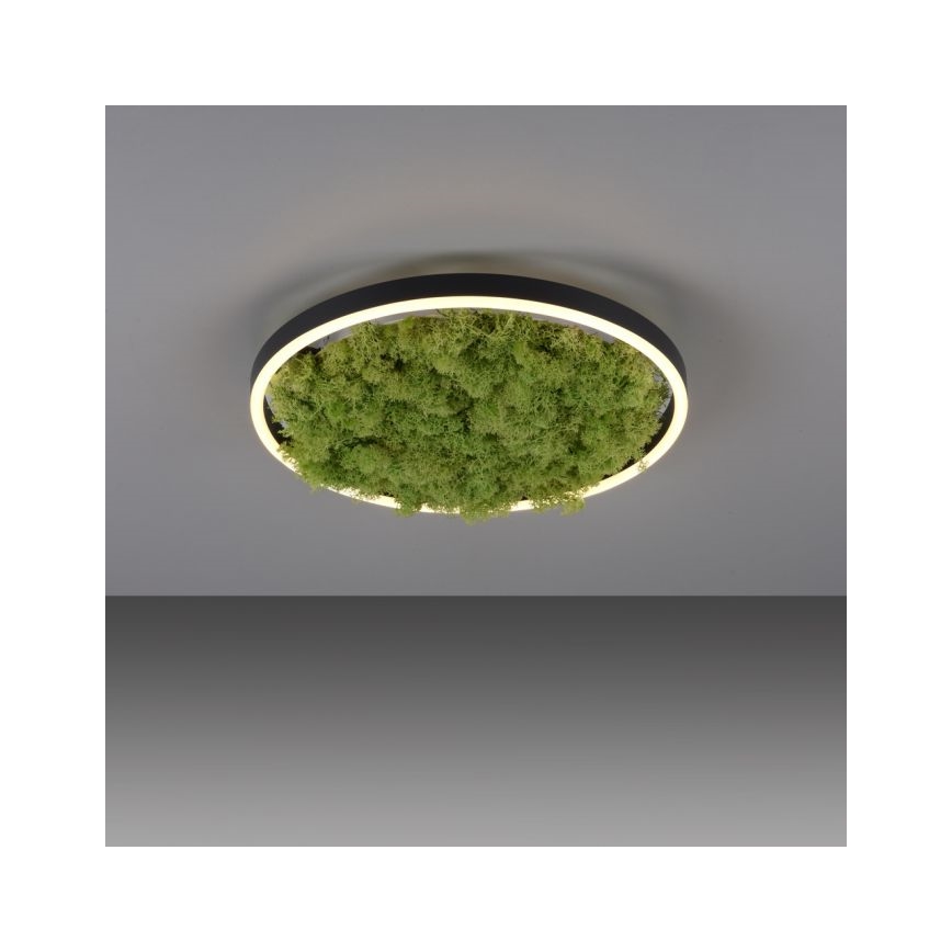 JUST LIGHT. 15391-66 - Plafonnier à intensité variable VERT RITU LED/20W/230V