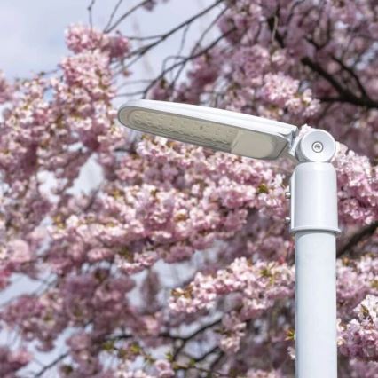 Lampadaire SOLIS LED/50W/230V 4000K IP65