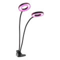 Lampe de bureau flexible à LED dimmable avec clip pour culture de plantes VITARO 2xLED/4W/230V noir