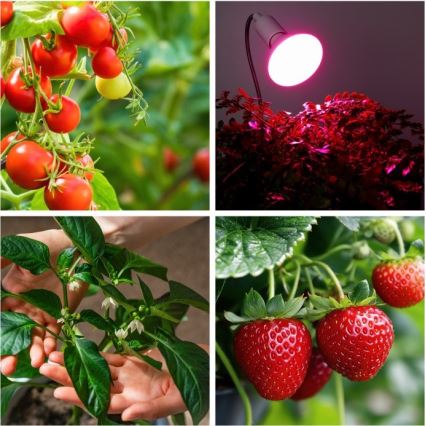 Lampe de table flexible avec pince pour la culture des plantes PLANTY 1xE27/30W/230V blanc