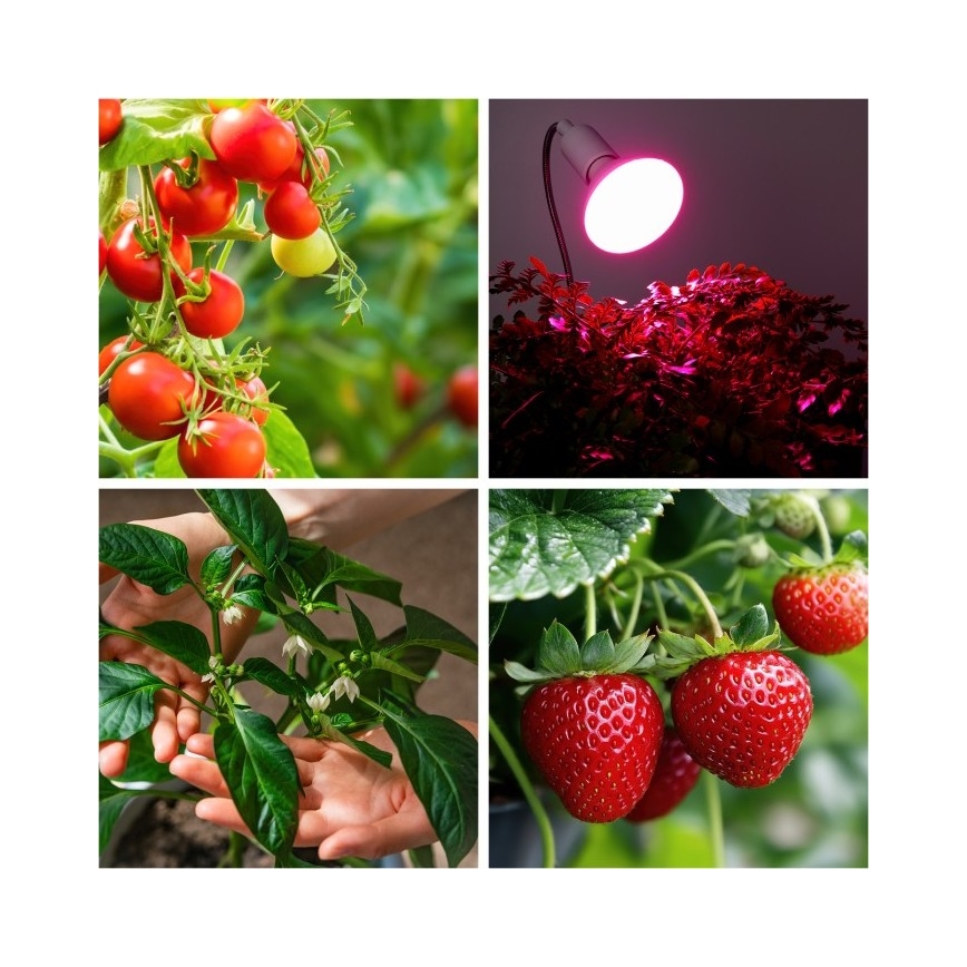 Lampe de table flexible avec pince pour la culture des plantes PLANTY 1xE27/30W/230V blanc