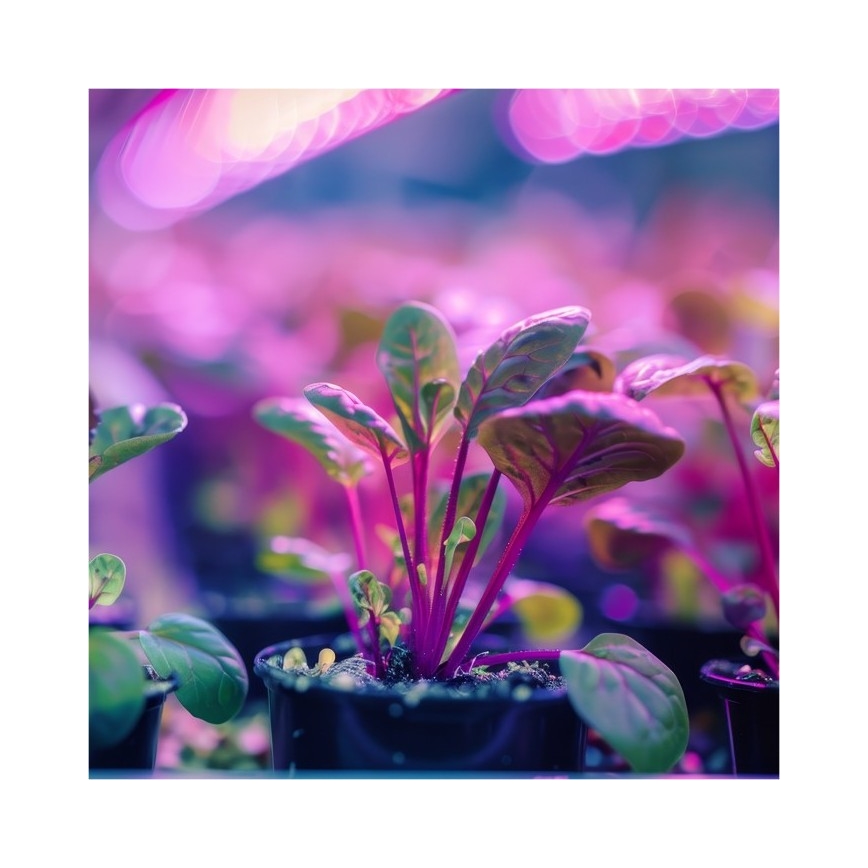 Lampe de table flexible avec pince pour la culture des plantes PLANTY 1xE27/30W/230V noir