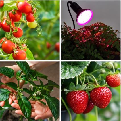 Lampe de table flexible avec pince pour la culture des plantes PLANTY 1xE27/30W/230V noir