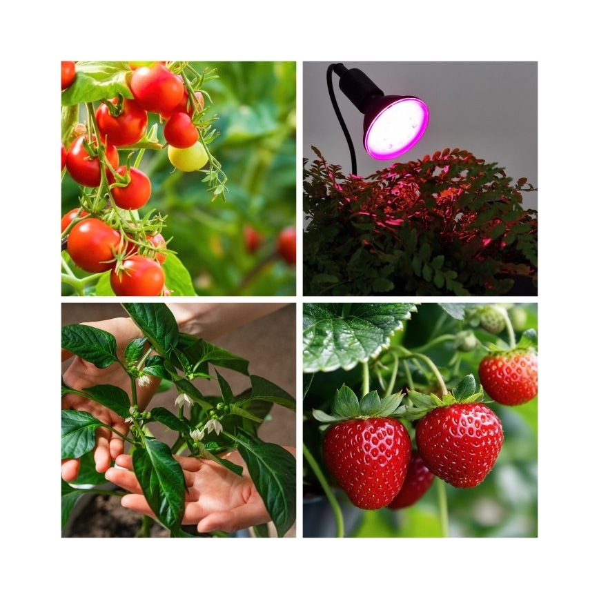 Lampe de table flexible avec pince pour la culture des plantes PLANTY 1xE27/30W/230V noir