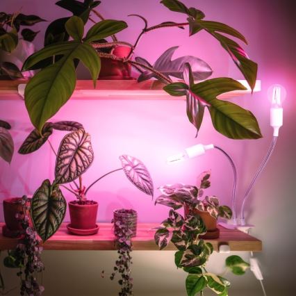Lampe de table flexible avec pince pour la culture de plantes PLANTY 2xE27/30W/230V blanc