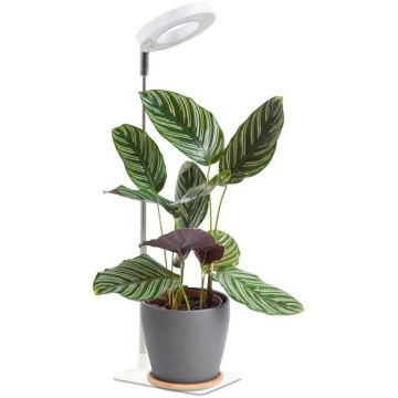 Lampe de table LED dimmable pour culture de plantes VERDI LED/5W/5V 1300K IRC 95 blanche