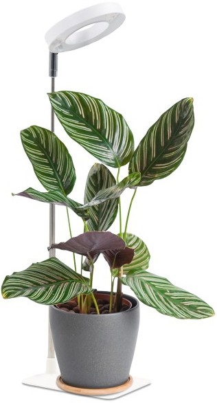 Lampe de table LED dimmable pour la culture des plantes VERDI LED/5W/5V 1300K IRC 95 blanche
