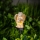 Lampe solaire LED/1,2V 300 mAh IP44 ange