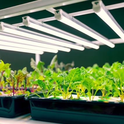Luminaire LED sous-meuble pour culture de plantes GROWLY LED/9W/230V blanc