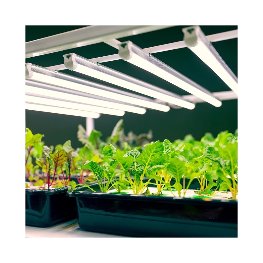 Luminaire LED sous-meuble pour culture de plantes GROWLY LED/9W/230V blanc