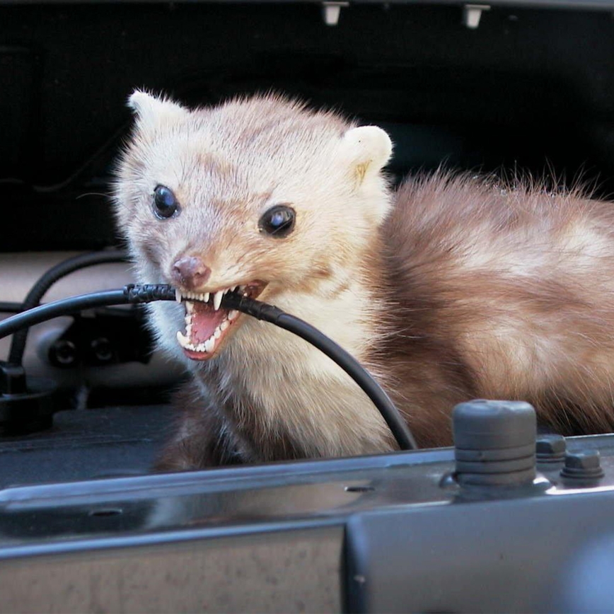 2pcsUltrason Souris et Rats pour Voiture 12V, avec Lumière