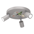 Spot enfant FUN 3xGU10/8W/230V gris/koala