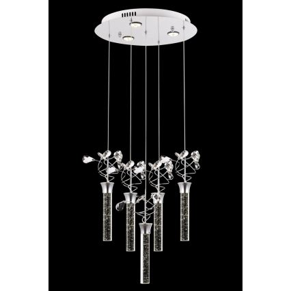 Suspension LED sur câble PIGEON 5xLED/6W/230V 6500K chrome brillant